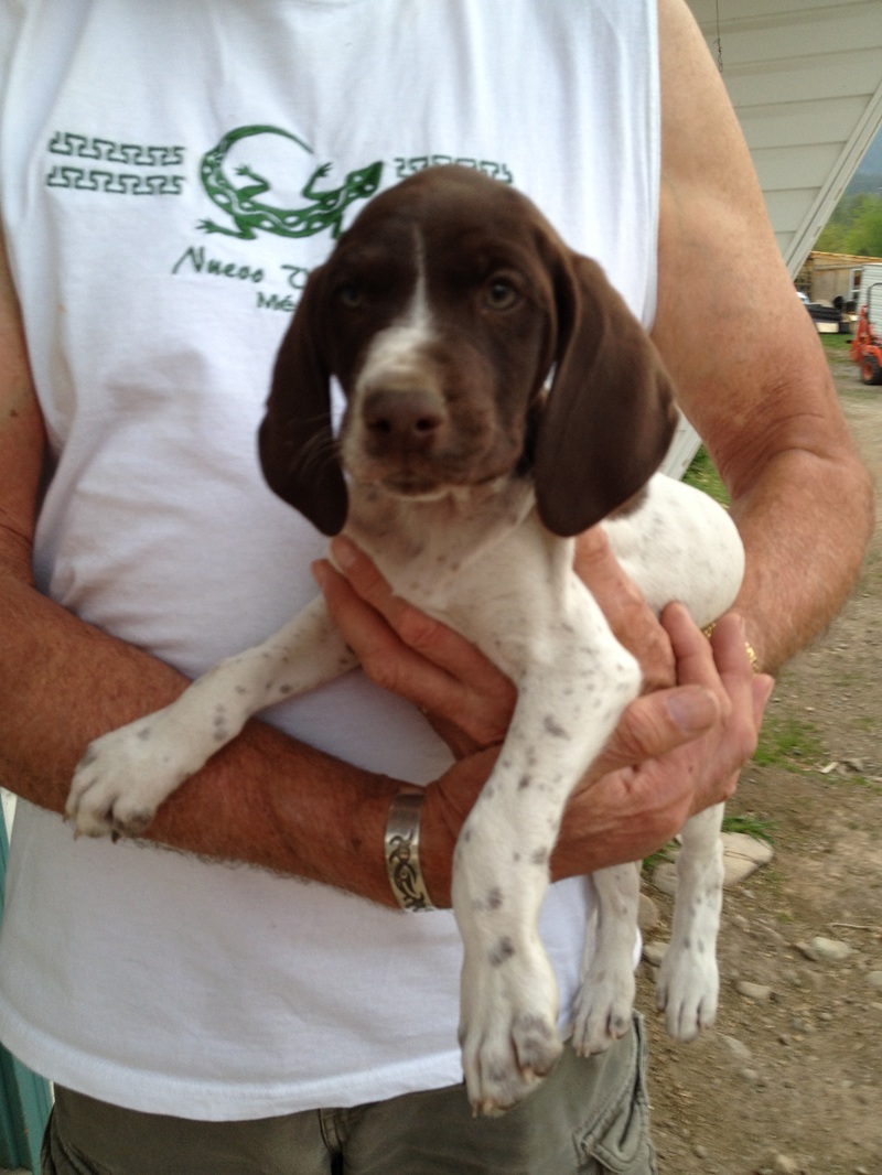 german-shorthaired-pointer-puppies-for-sale-in-phoenix